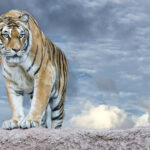 siberian tiger - 12