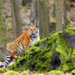 siberian tiger - 19