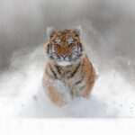 siberian tiger - 2