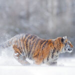 siberian tiger - 20