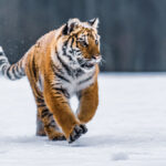 siberian tiger - 3