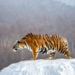 siberian tiger - 4