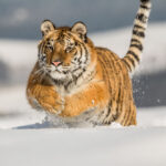 siberian tiger - 5