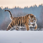 siberian tiger - 6