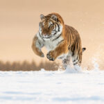 siberian tiger - 7