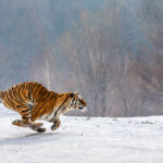 siberian tiger - 8