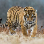 siberian tiger - 9