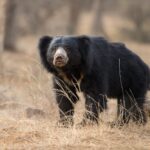 sloth bear - 1