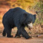 sloth bear - 2