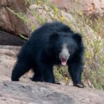 sloth bear - 3