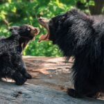 sloth bear - 4