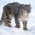 snow leopard- 1