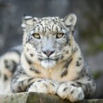 snow leopard- 2