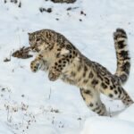 snow leopard- 4