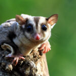 sugar glider - 1