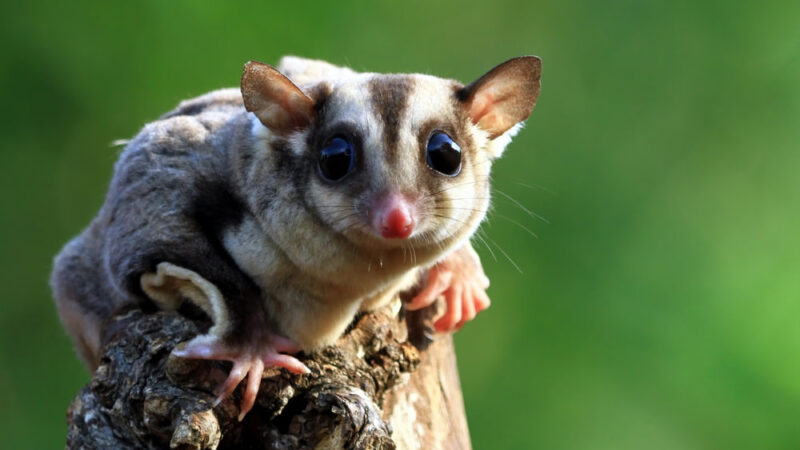 Sugar Glider