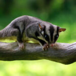 sugar glider - 2