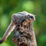 sugar glider - 3