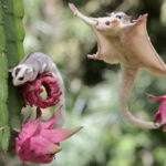 sugar glider - 4