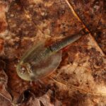 tadpole shrimp - 2