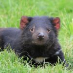 tasmanian devil - 1