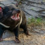 tasmanian devil - 2