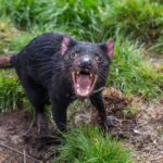 tasmanian devil - 3