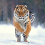 tiger animal - 3