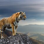 tiger animal - 4