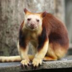 tree kangaroo - 1