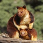 tree kangaroo - 2