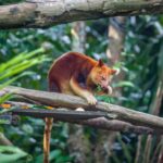 tree kangaroo - 3