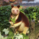 tree kangaroo - 4