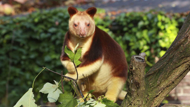 Tree Kangaroo