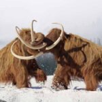 woolly mammoths - 4