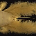 yeti crab - 1