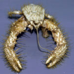 yeti crab - 2